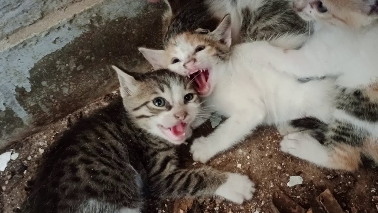 Scared Feral Kittens Trusts Human For The First Time
