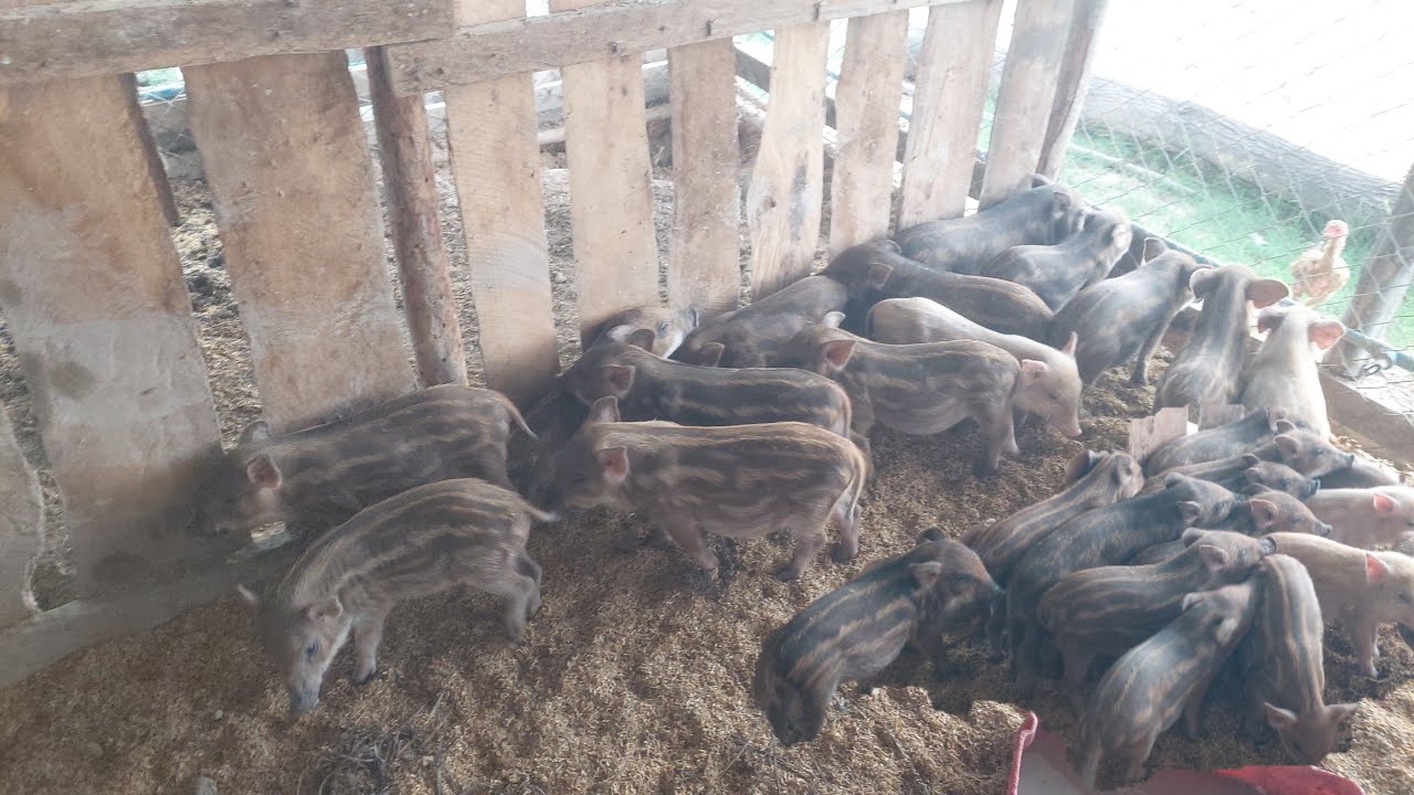 เลี้ยงหมูป่าลูกผสมเป็นรายได้เสริมรายได้หลัก!!เลี้ยงง่ายๆคนมีเวลาน้อยก็เลี้ยงได้
