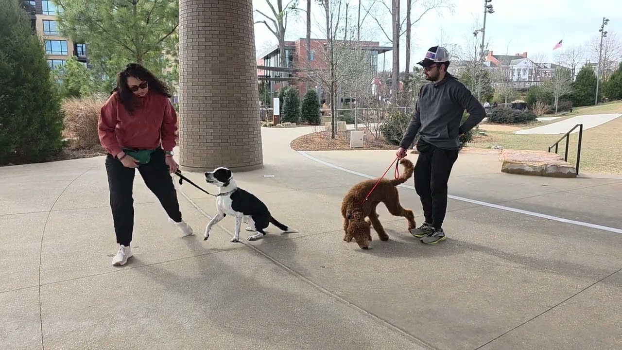 Boba at Downtown Cary Park 