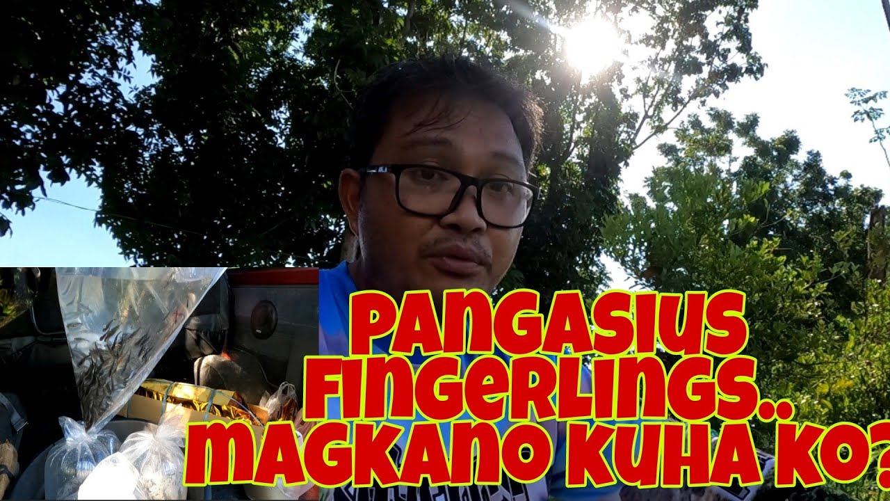 May pangasius na sa fishpond | Magkano at saan ko nakuha?