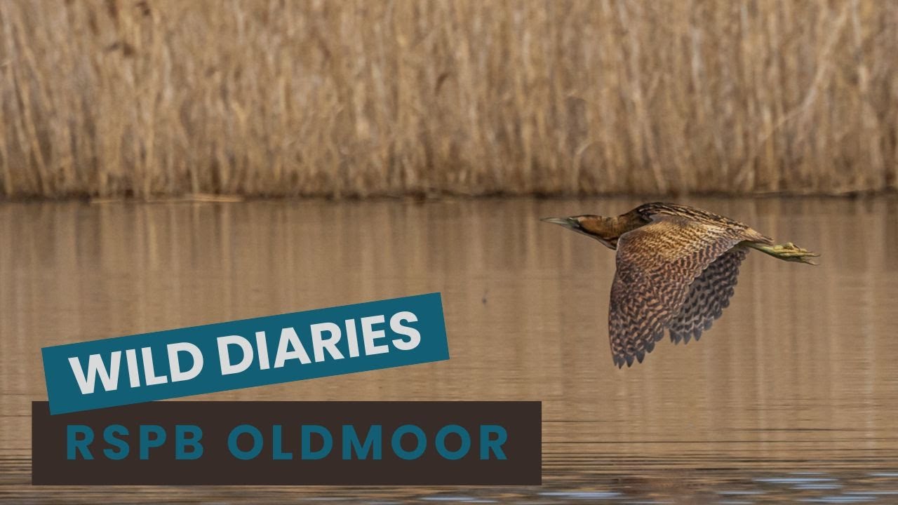 Elusive Bittern, Marsh Harriers & Bearded Tits | Wildlife Treasures of RSPB Old Moor