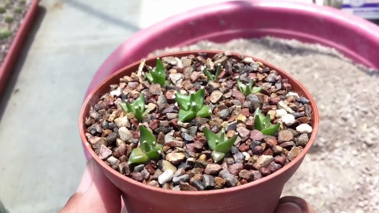 Trasplantando cactus (Ariocarpus & Obregonia)