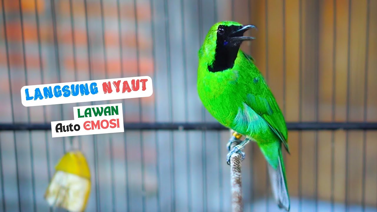 Pancingan Cucak Ijo Gacor Cepat Buat Ijo Yang Malas Bunyi Auto Emosi Langsung Tarung Dengan Ini