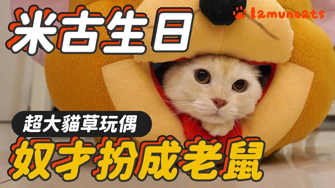 製作行動貓草包！貓咪會被吸引嗎？米古生日企劃┃拉姆有幾噗 🎨