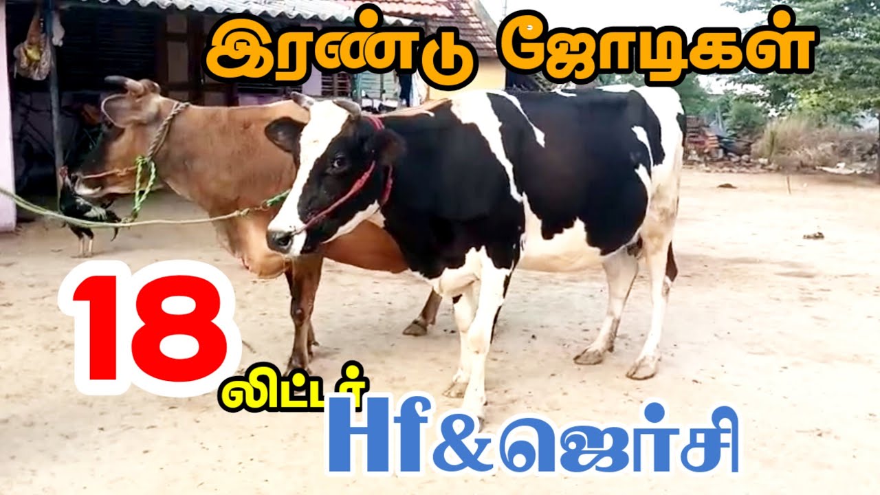 18லிட்டர் கறவை திறன் கொண்ட ஜெர்சி மற்றும் Hf சினை மாடுகள் விற்பனைக்கு வந்துள்ளது #hfjersey #cowvideo
