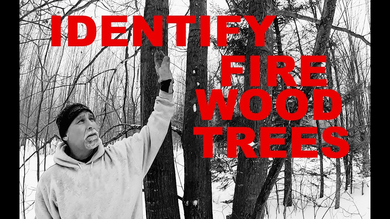 How to identify firewood trees in the winter!