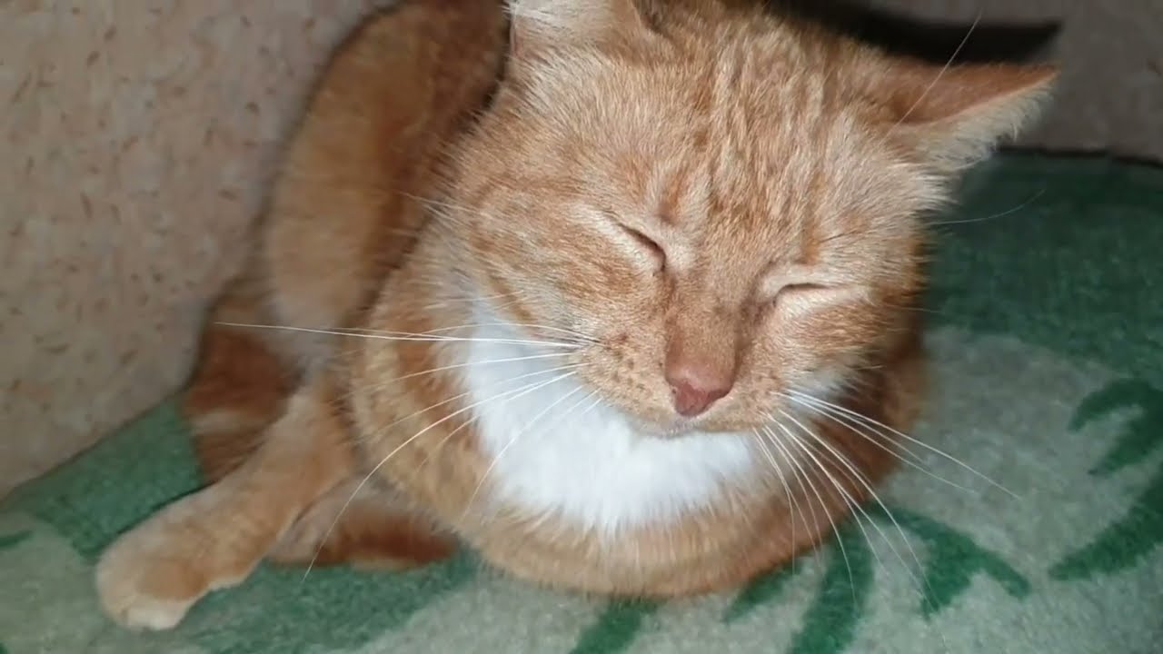 Мои и не мои котики 🐈‍⬛🐈‍⬛🐈‍⬛