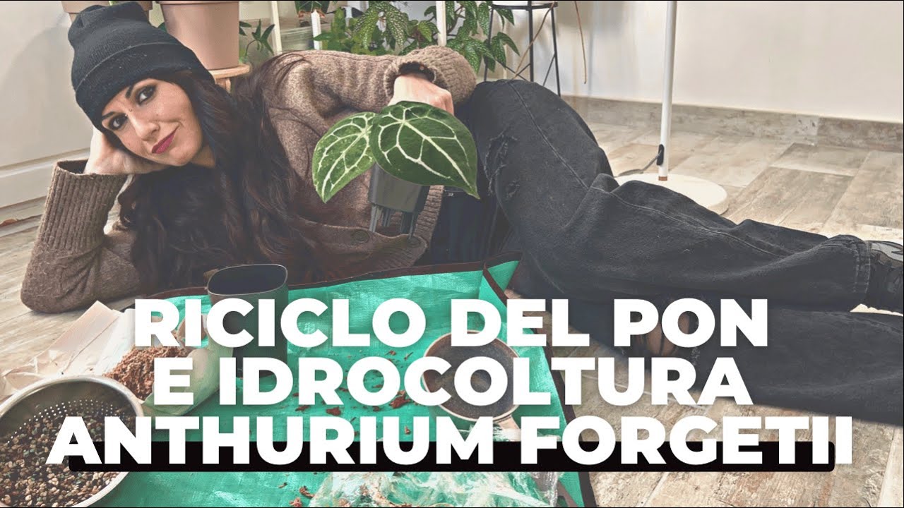 COME RIUTILIZZARE DEL PON LECHUZA? TI MOSTRO COME! COLTIVAZIONE IDROPONICA ANTHURIUM FORGETII