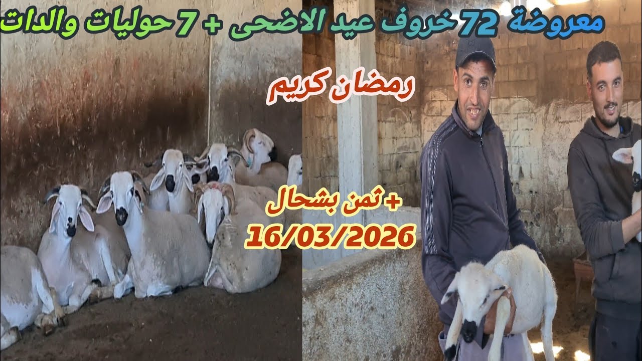 26 فرمضان مع ضيعة الاخ عبد الغني فكيسر 72 حولي + 7 حوليات والدة مع دكر الثمن 🎥 16/03/26