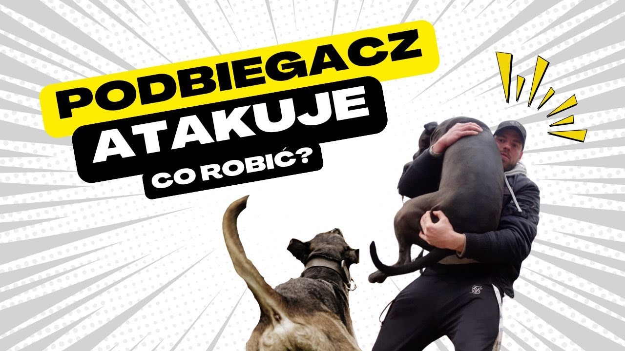 Pies BEZ SMYCZY ATAKUJE, jak się zachować?
