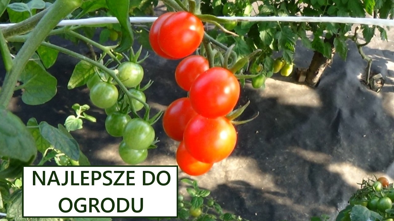 15 ODMIAN POMIDORÓW, KTÓRE POLECAM DO UPRAWY AMATORSKIEJ