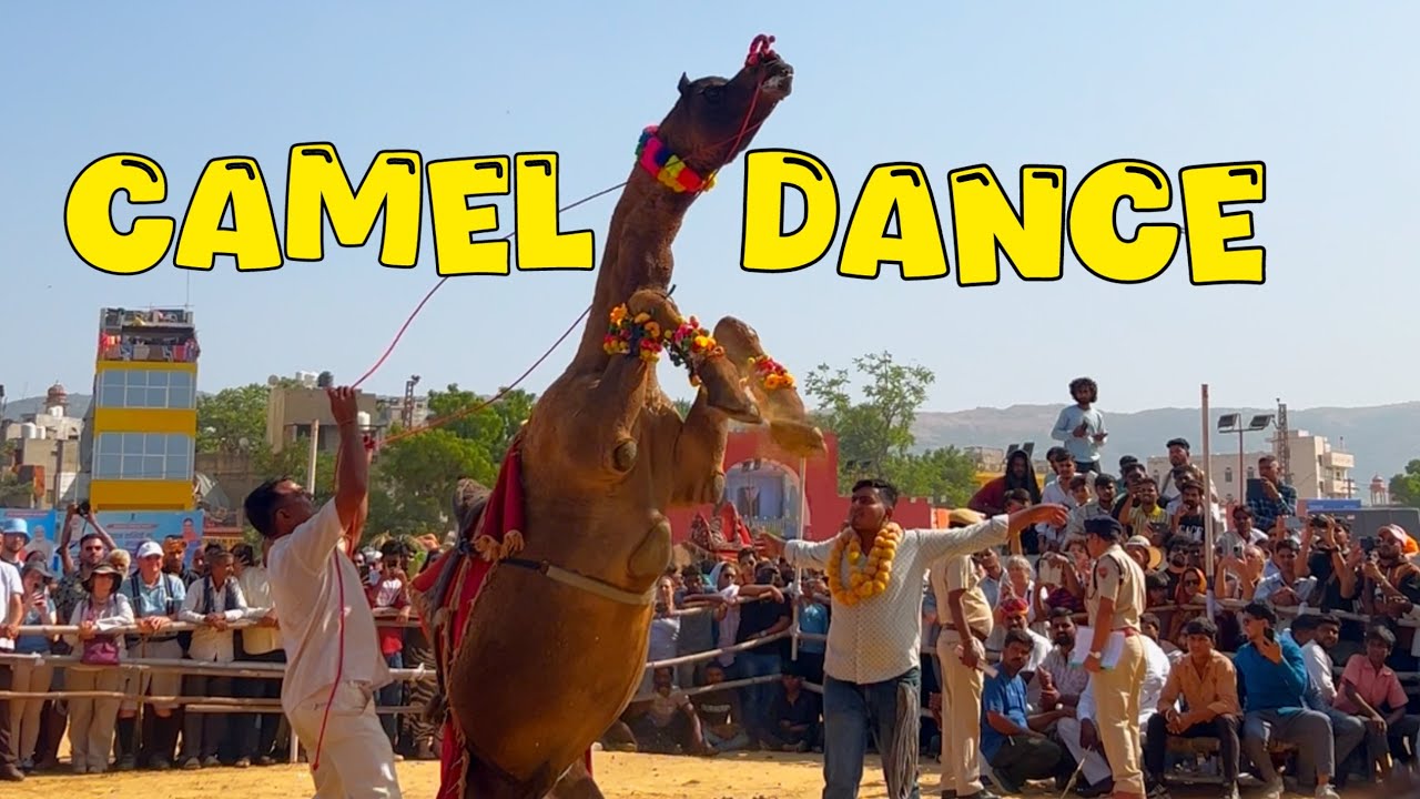CAMEL DANCE PUSHKAR FAIR | CAMEL DANCE | ANIMAL DANCE IN PUSHKAR FAIR