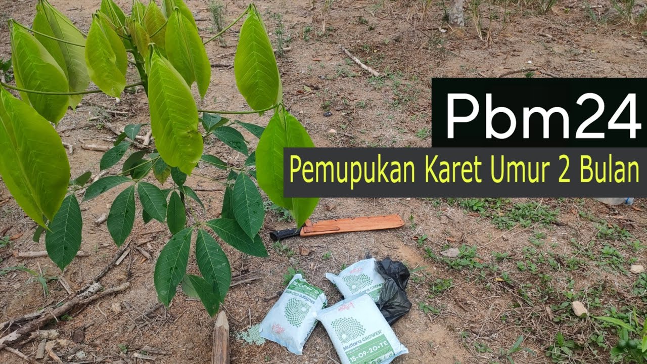 Pemupukan karet umur 2 bulan agar cepat membesar || Jenis Bibit Unggul Karet Pbm24