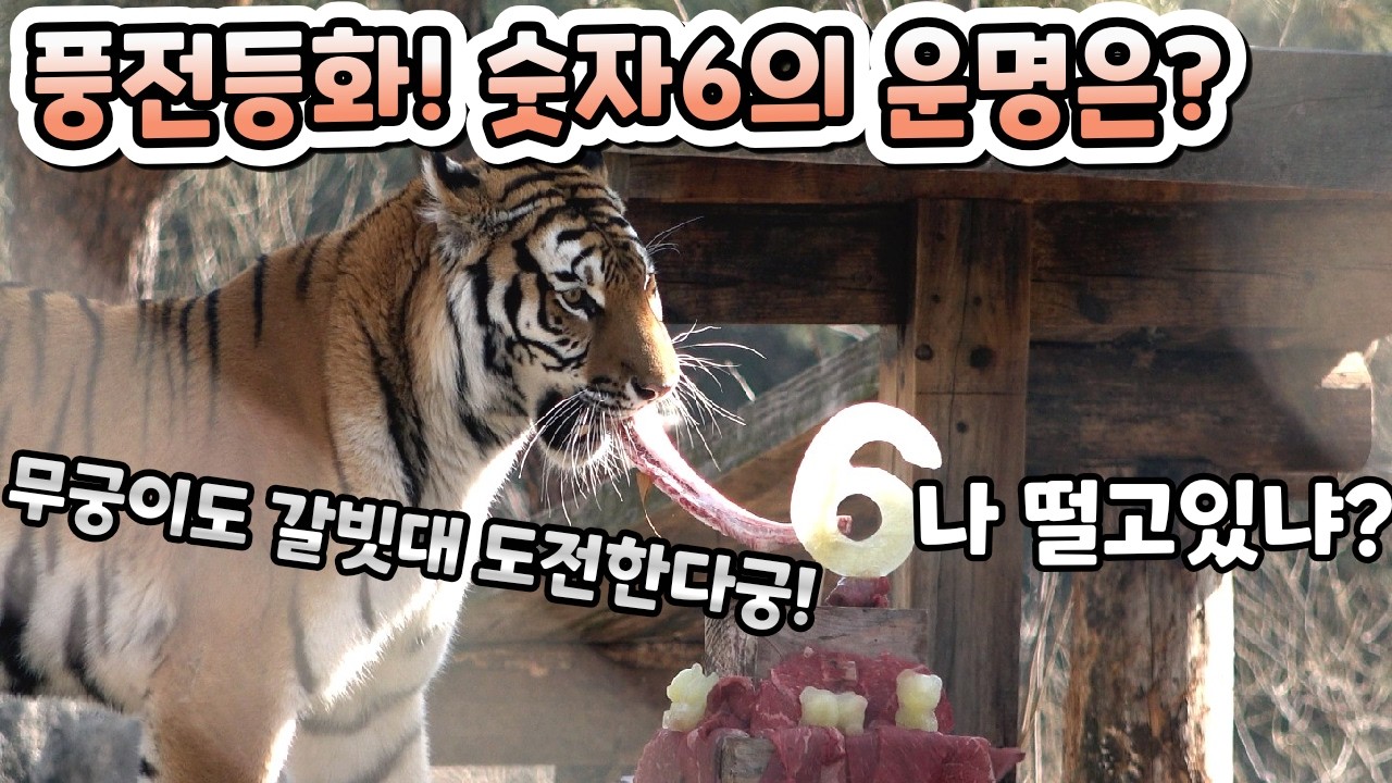 (4K)⭐6살생파⭐ 살코기 몇점 먹다가 무궁이도 갈빗대도전 - 백두대간수목원 / 한국호랑이 / 호랑이숲