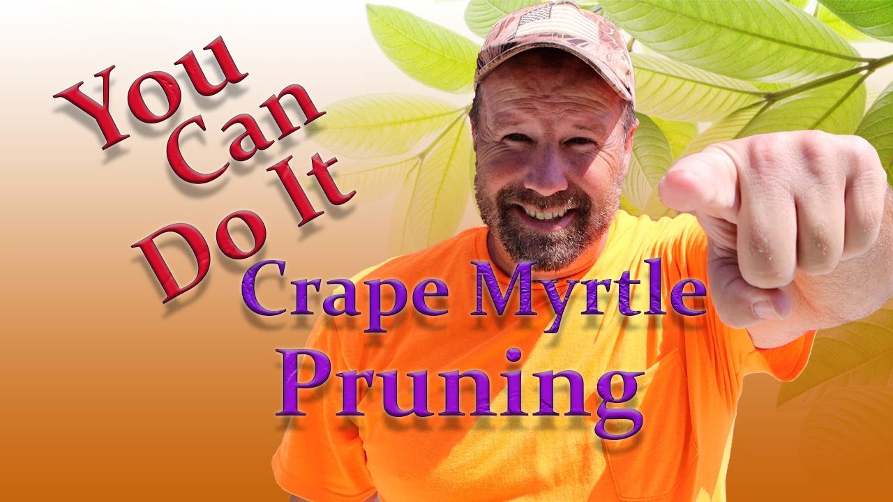 Crape Myrtle Pruning ( Winter Die Back ) Easy Prune Anyone Can Do!!