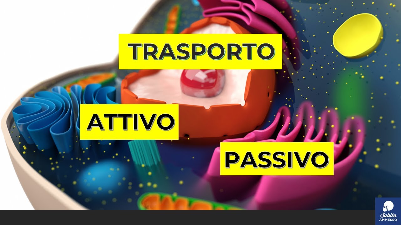 Membrana plasmatica: Trasporto Attivo e Passivo