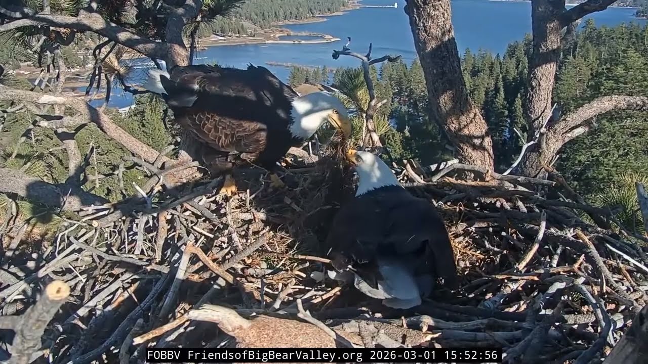 Adorable! Jackie Changes Egg Bedding with Fresh Fluff! 🪶🥚 | Big Bear Eagles 2026