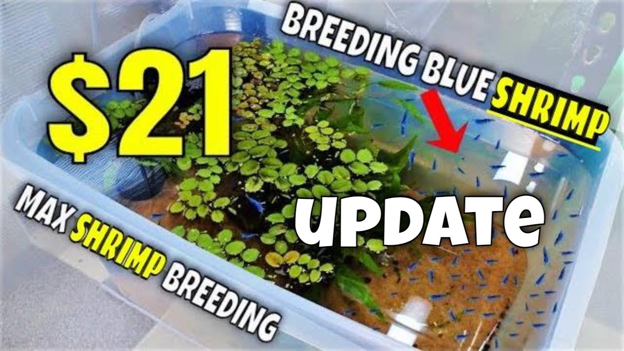 How To Do A Blue Dream Shrimp Tub Water Change And Remove Culls