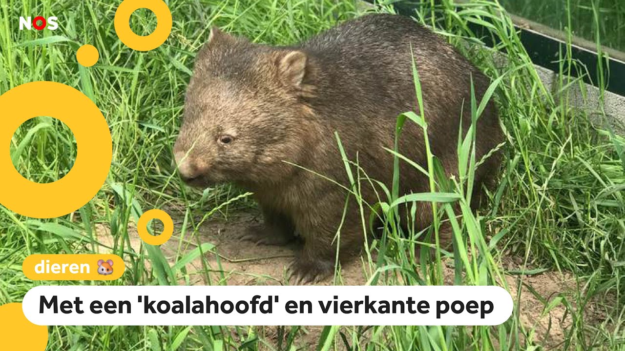 Voor het eerst te zien in Nederland: wombats!