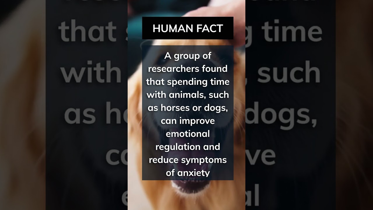 How Spending Time with Animals Can Reduce Anxiety 🦮🐎#shorts #trending  #animals #horse #dog #human