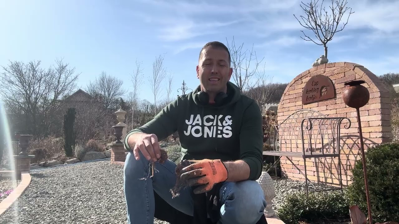 Liliom hagyma ültetése 