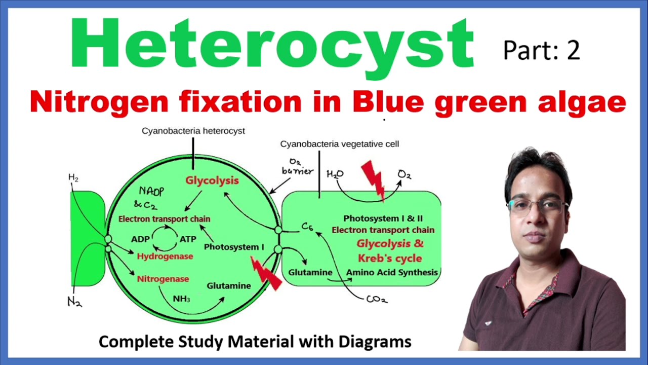 Heterocyst | Nitrogen fixation | Blue green algae | Cyanobacteria