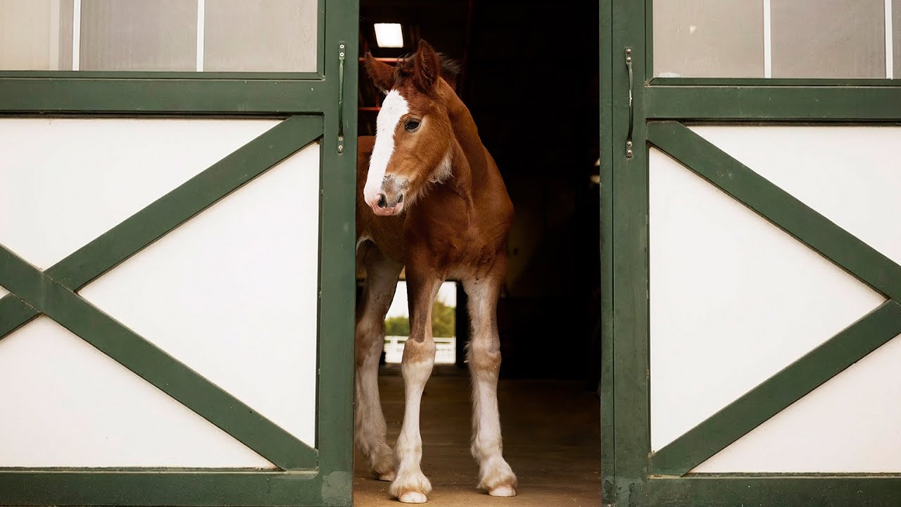 Budweiser | Super Bowl LX Teaser 'Foal'