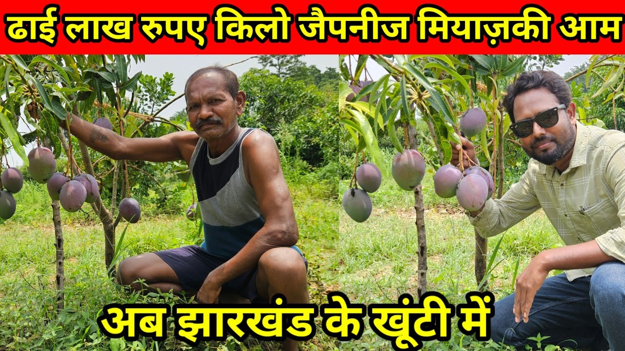 Khunti में जैपनीज मियाज़ाकी आम की खेती। जिसकी कीमत ढाई लाख रुपए किलो।