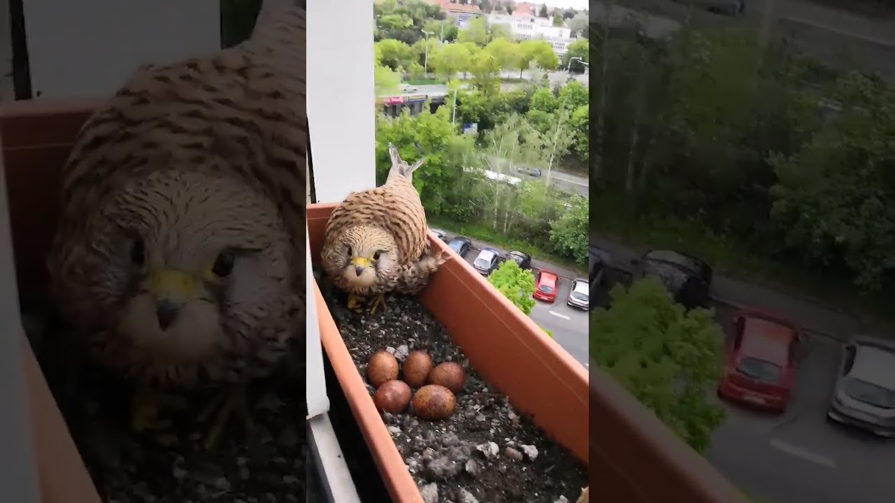 Helpful Hero Gives Food To Hawk Making Nest