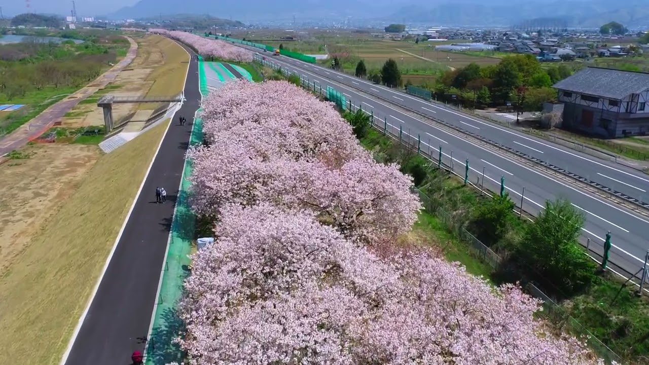 【ドローン空撮】千曲川堤防4kmの八重桜並木｜菜の花と残雪が彩る北信濃の春（小布施町）