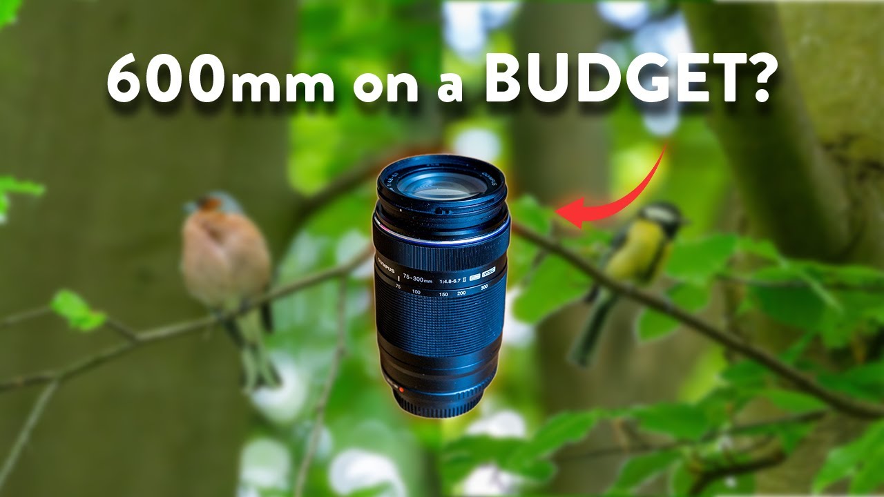 Olympus 75-300mm  f/4.8-6.7 II Review, My First Wildlife Lens Experience!