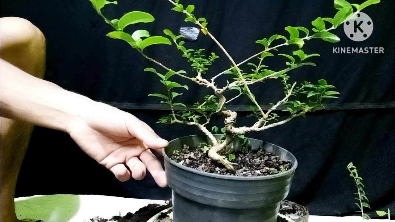 Cara Membuat Bonsai Sancang Mini Liukan Extrime 🔥