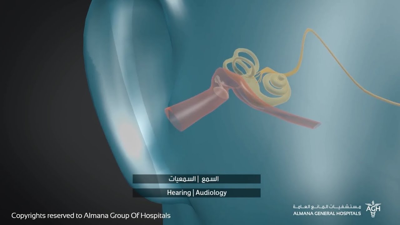 كيف نسمع الاصوات من حولنا 
