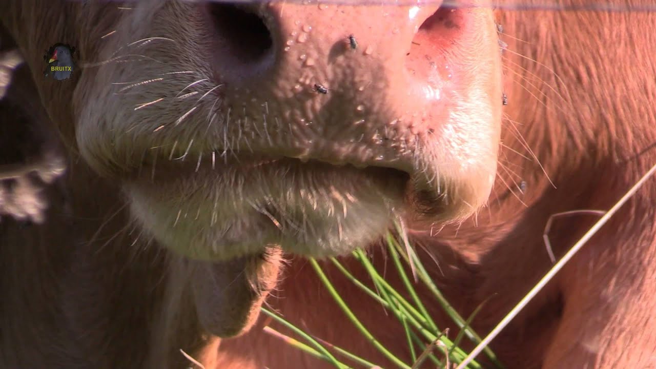VACHE Limousine/Ruminant ! BRUITX
