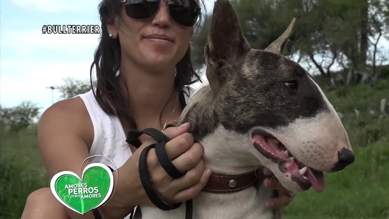 Club del Bull Terrier, Sumate!