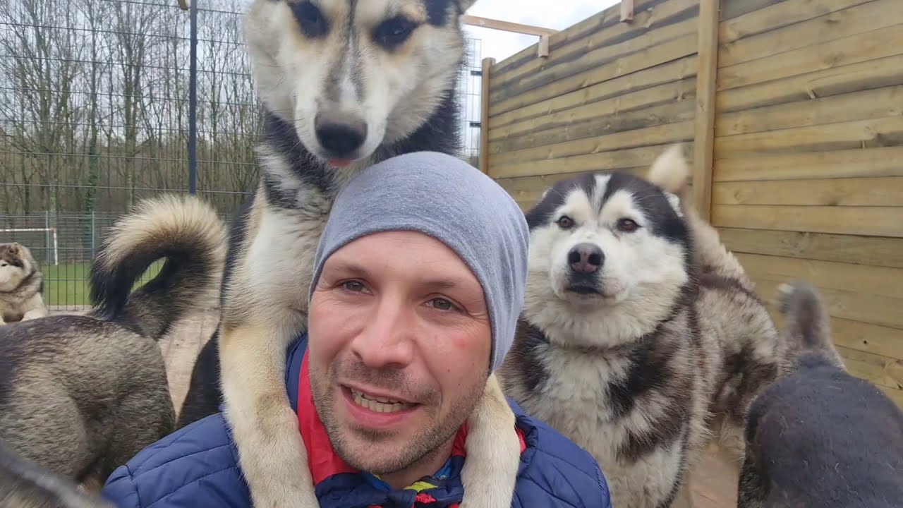 Erstes Training Husky-Junghunde im 8er-Gespann