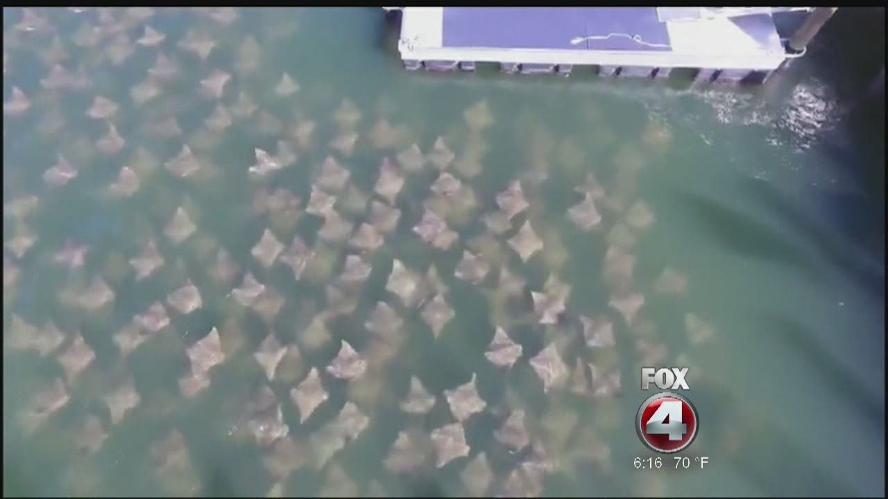 Thousands of cownose rays caught on drone video near Marco