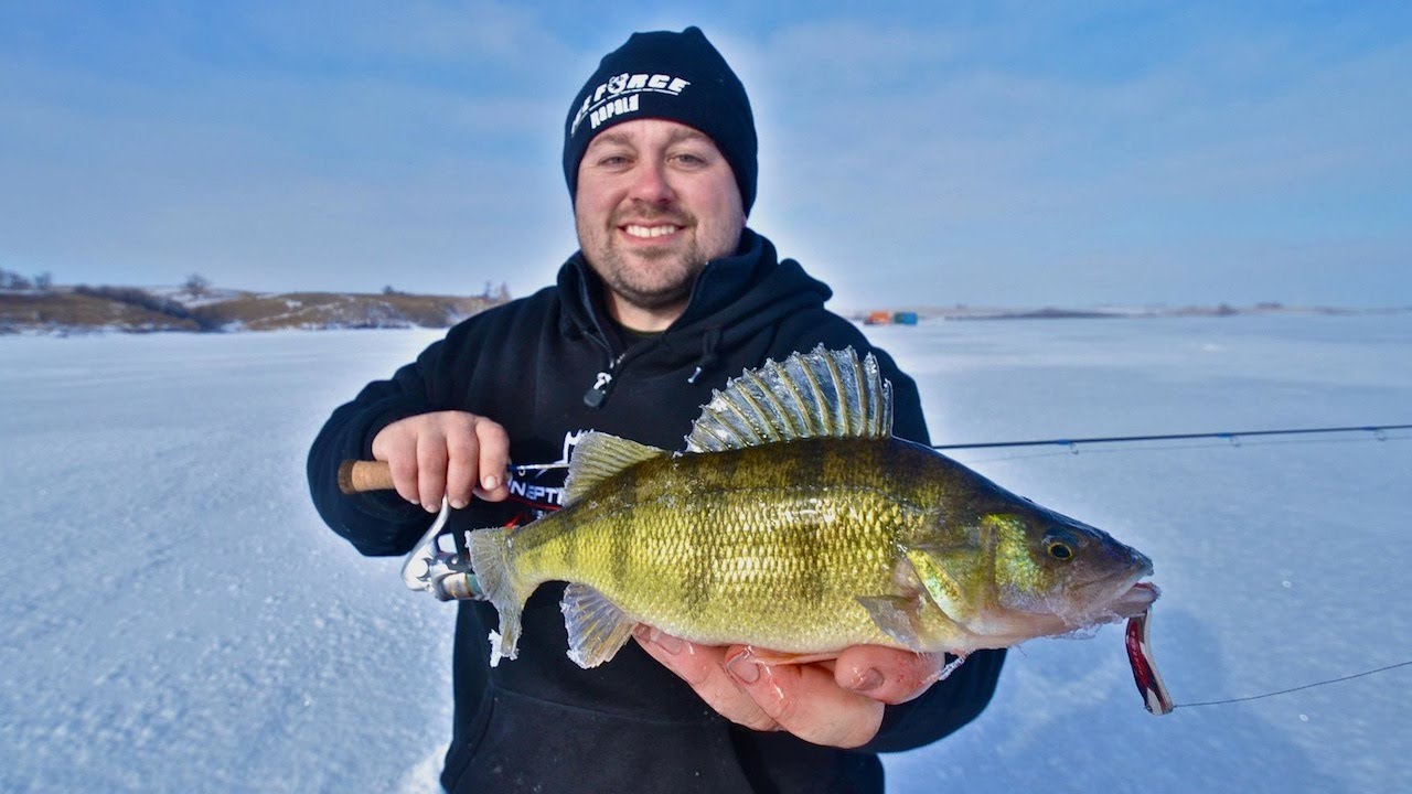 North Dakota Perch Feeding Frenzy -- 