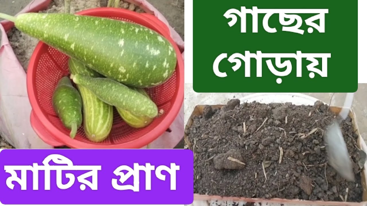 গোবর সার মানেই মাটির প্রাণ। বাস্তব ফলন দেখুন। #ছাদবাগান #gardening #urbangardening #গোবর সার