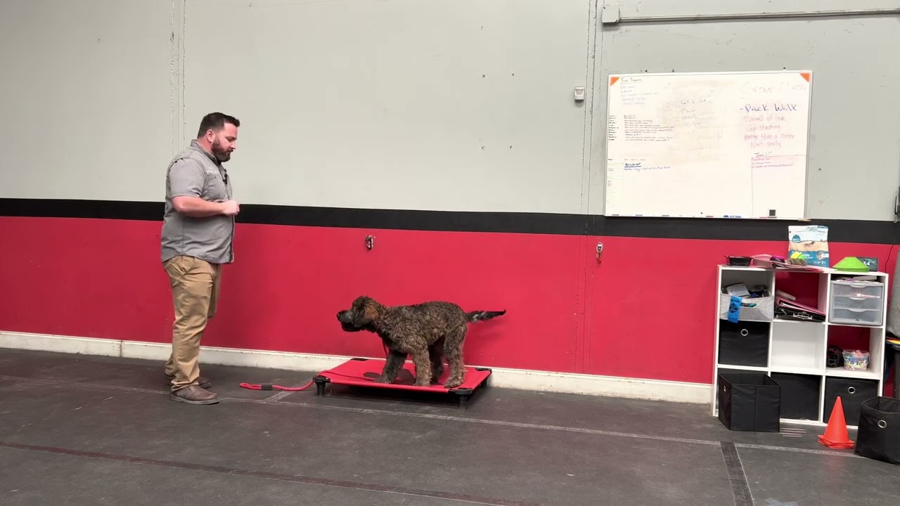 How to teach the “place” command for dog training