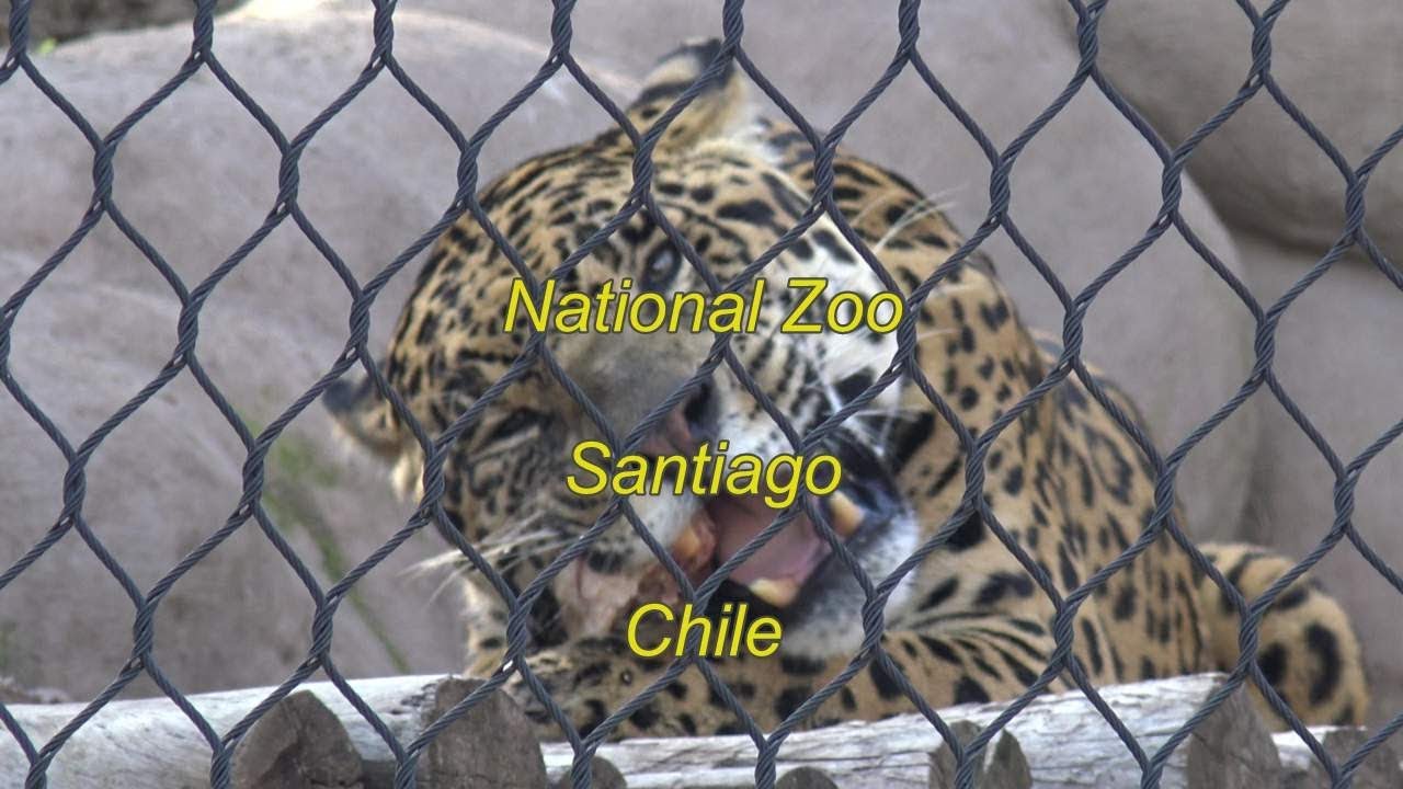 National Zoo of Chile at San Cristobal hill