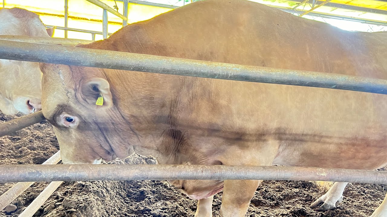 Bull semen collection