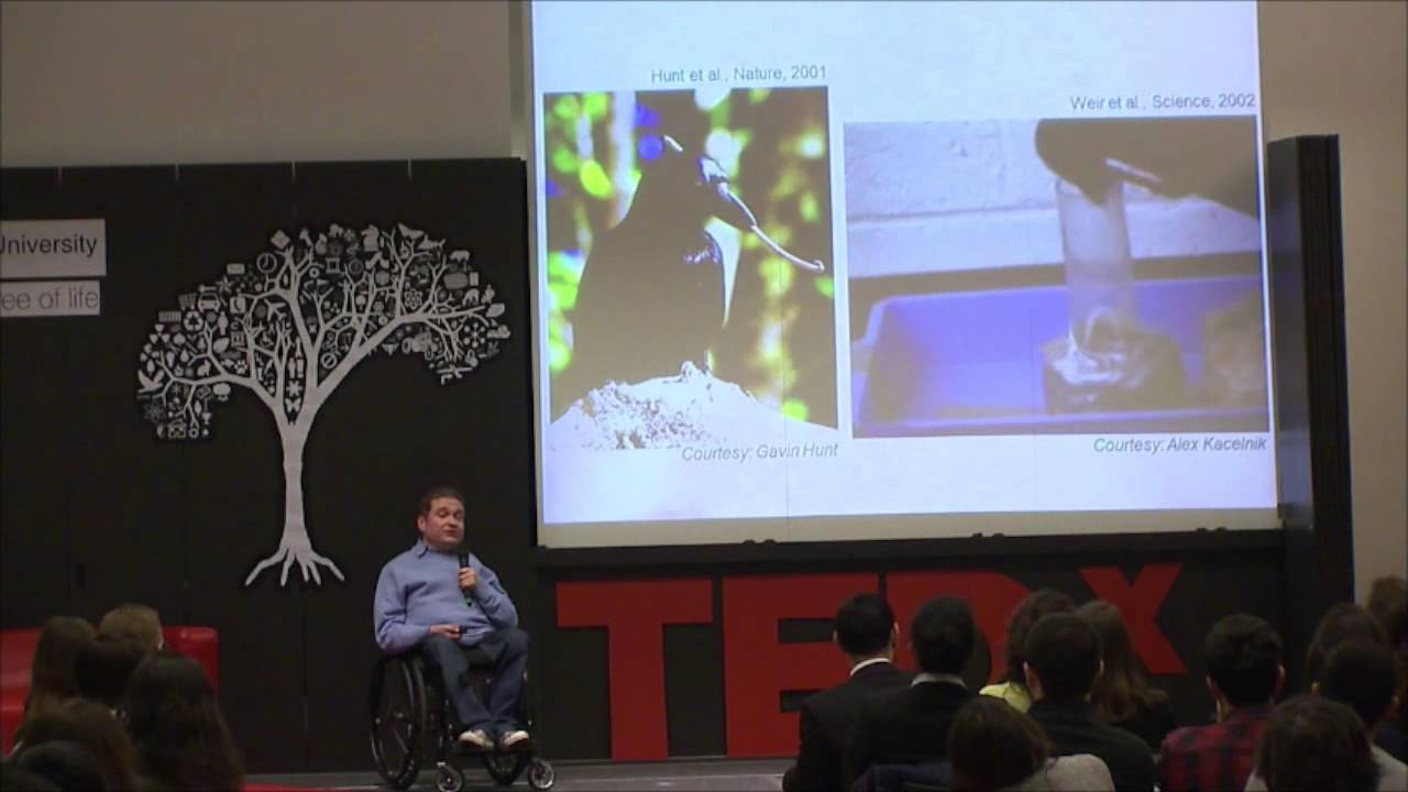 Cognition without cortex: Onur Güntürkün at TEDxJacobsUniversity