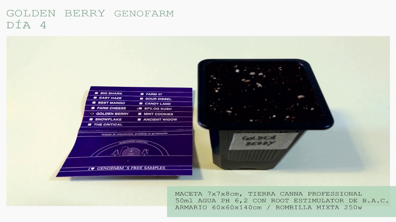 1&ordf; SEMANA GERMINACI&Oacute;N Golden Berry GENOFARM 250w