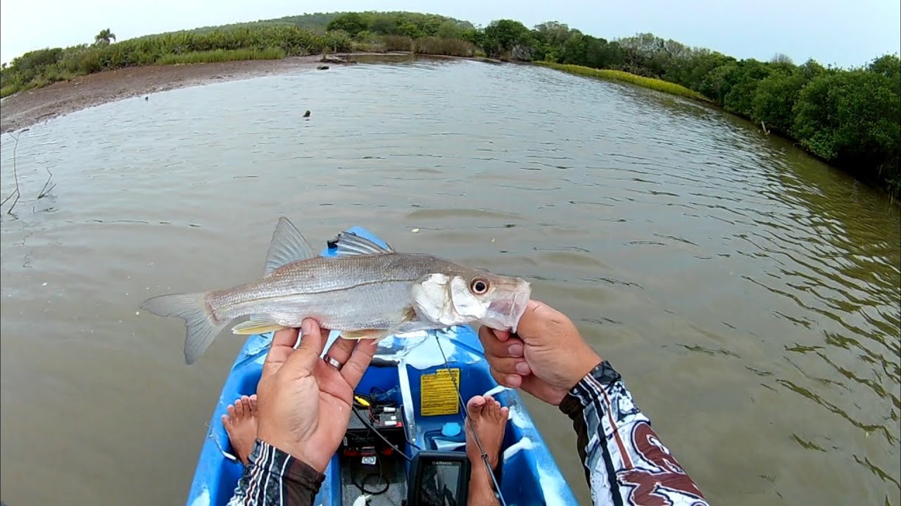 pescaria com caiaque tarpon no mangue, muitas tainhas e robalos