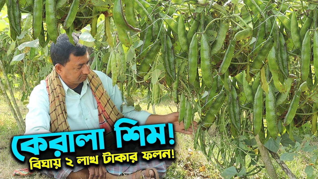 আগাম হাইব্রিড কেরালা শিম চাষে বিঘায় ২ লাখ টাকার ফলন | Ep-1018