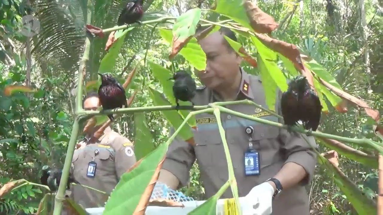 Ribuan kolibri dilepas liarkan di hutan lindung Sungailiat