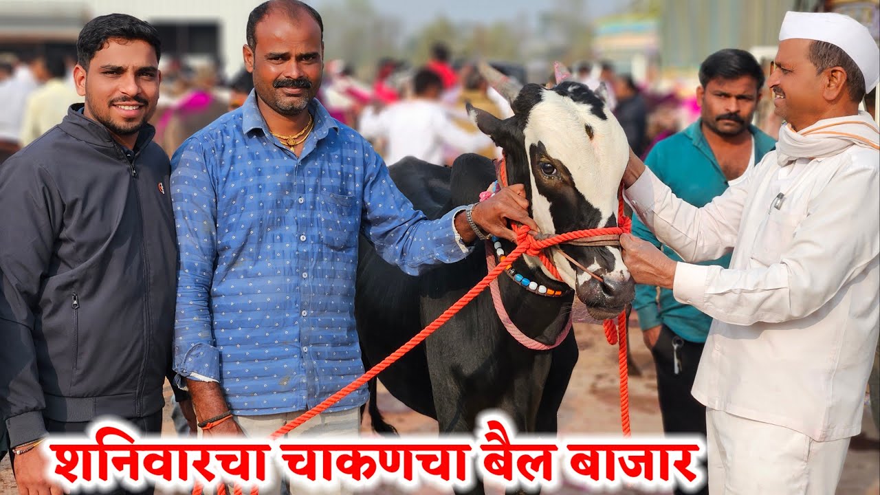 शनिवारचा चाकणचा बैल बाजार,,दि-‌24/01/2026…Chakan Bail Bajar..Bail Bazar chakan..#Chakan