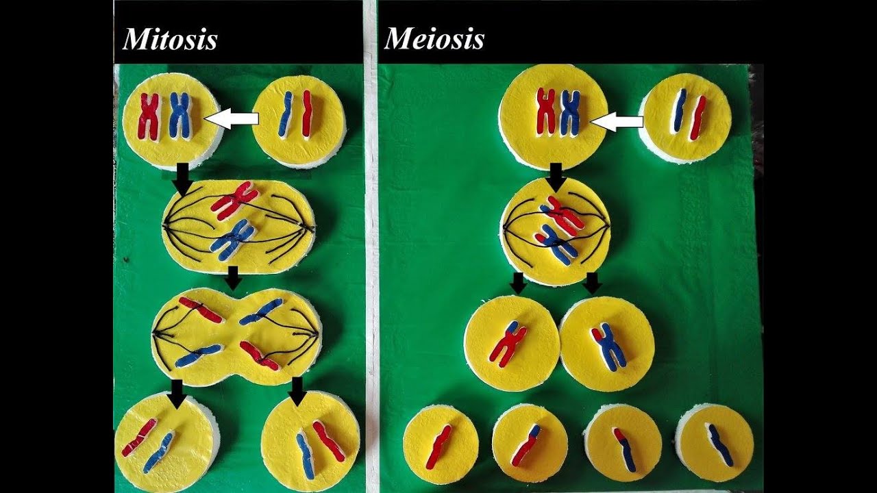 My Old | Simple and Easy | Cell Division Model Idea | Holiday Homework