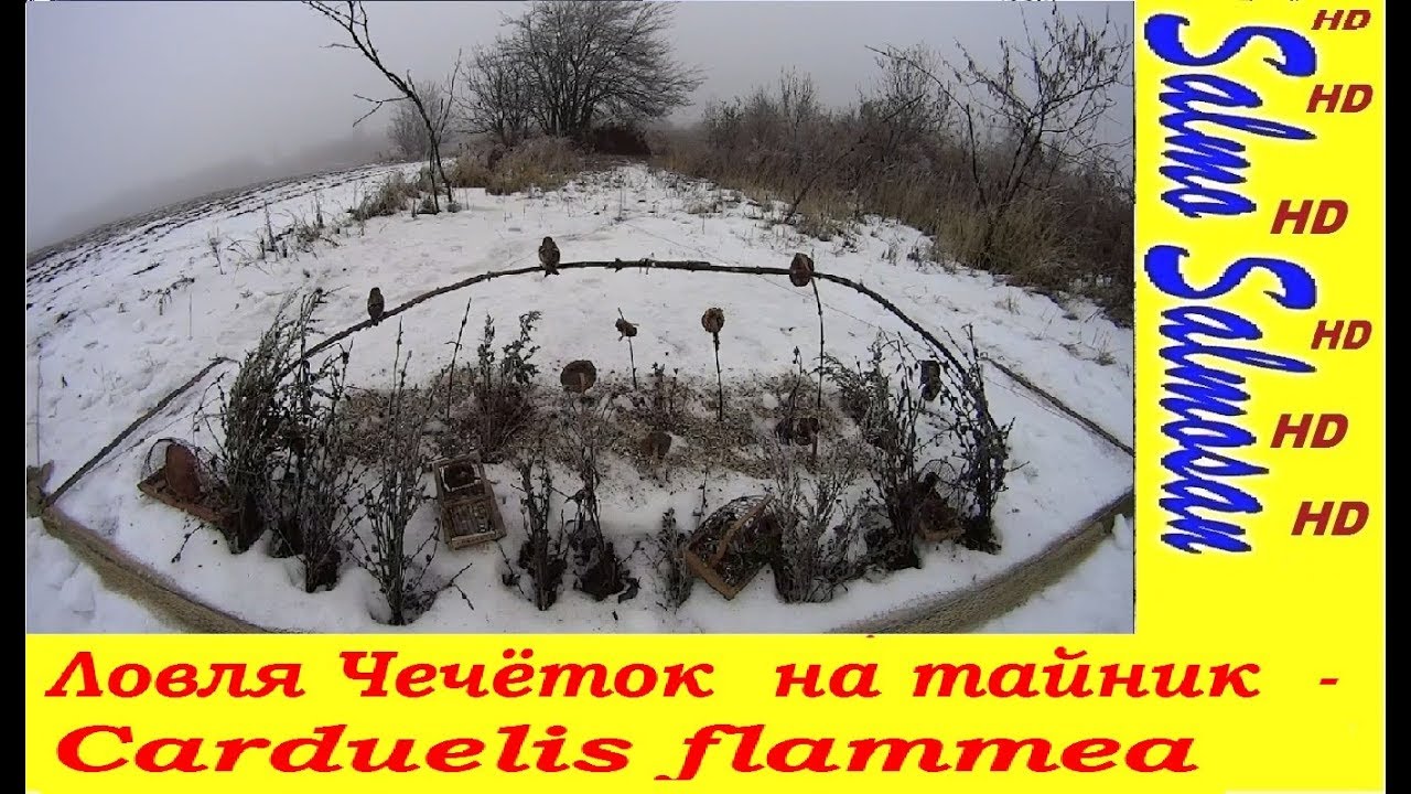 Ловля Чечёток  на тайник  - Carduelis flammea с 23 выпуска.